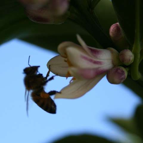 Photo: Tamworth Beekeeping Supplies